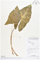 登錄號:BS02300藏品圖，第1張