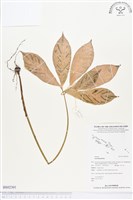 登錄號:BS02301藏品圖，第1張