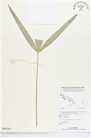 登錄號:BS02302藏品圖，第1張