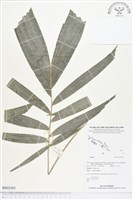 登錄號:BS02303藏品圖，第1張