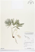 登錄號:BS02304藏品圖，第1張