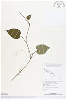 登錄號:BS02306藏品圖，第1張