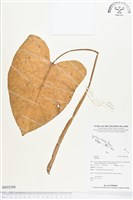 登錄號:BS02308藏品圖，第1張