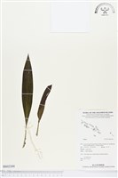 登錄號:BS02309藏品圖，第1張