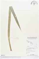 登錄號:BS02312藏品圖，第1張