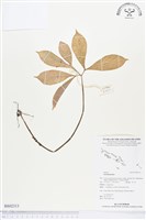 登錄號:BS02313藏品圖，第1張