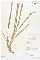 登錄號:BS02315藏品圖，第1張