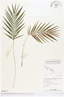 登錄號:BS02317藏品圖，第1張