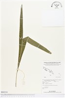 登錄號:BS02318藏品圖，第1張