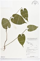 登錄號:BS02319藏品圖，第1張