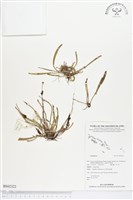 登錄號:BS02322藏品圖，第1張