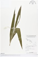 登錄號:BS02325藏品圖，第1張