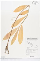 登錄號:BS02326藏品圖，第1張