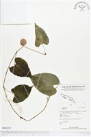 登錄號:BS02327藏品圖，第1張