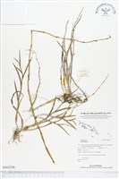 登錄號:BS02330藏品圖，第1張