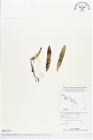 登錄號:BS02331藏品圖，第1張