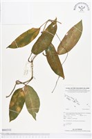 登錄號:BS02332藏品圖，第1張