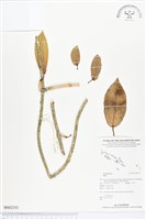 登錄號:BS02333藏品圖，第1張