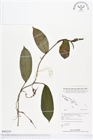 登錄號:BS02335藏品圖，第1張