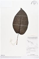 登錄號:BS02336藏品圖，第1張