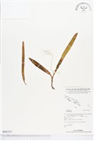 登錄號:BS02337藏品圖，第1張