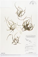 登錄號:BS02338藏品圖，第1張