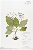 登錄號:BS02339藏品圖，第1張