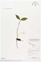 登錄號:BS02340藏品圖，第1張