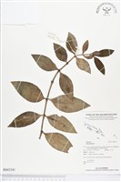 登錄號:BS02341藏品圖，第1張