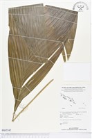 登錄號:BS02342藏品圖，第1張