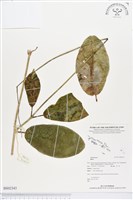 登錄號:BS02343藏品圖，第1張