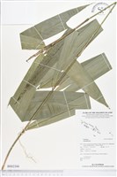 登錄號:BS02344藏品圖，第1張