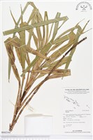 登錄號:BS02345藏品圖，第1張