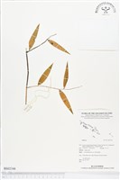 登錄號:BS02346藏品圖，第1張