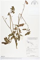 登錄號:BS02347藏品圖，第1張