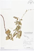 登錄號:BS02348藏品圖，第1張