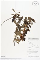 登錄號:BS02349藏品圖，第1張