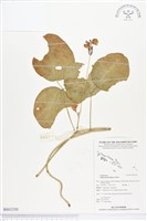 濱豇豆藏品圖，第1張