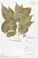 登錄號:BS02351藏品圖，第1張