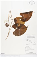 登錄號:BS02352藏品圖，第1張