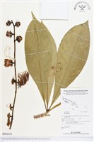 登錄號:BS02354藏品圖，第1張