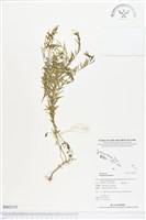 圓錐花遠志藏品圖，第1張