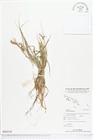 蒺藜草藏品圖，第1張