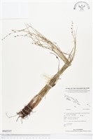 登錄號:BS02357藏品圖，第1張