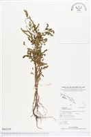 葉下珠、珠仔草藏品圖，第1張