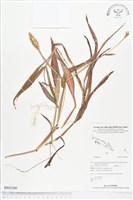 登錄號:BS02360藏品圖，第1張