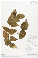 亞洲濱棗藏品圖，第1張