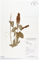 登錄號:BS02362藏品圖，第1張