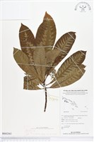 登錄號:BS02363藏品圖，第1張