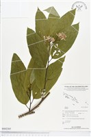 登錄號:BS02365藏品圖，第1張